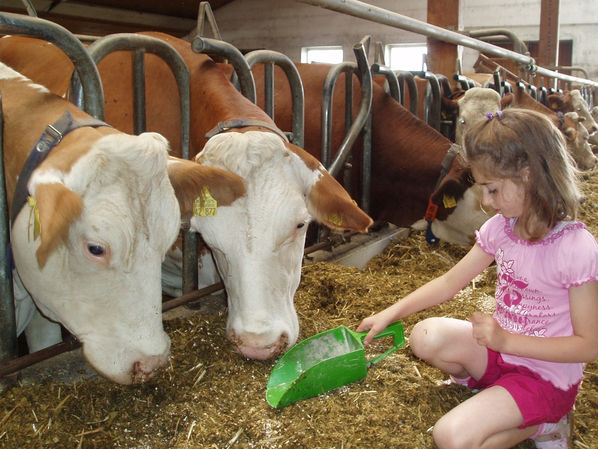 Kühe Ein Mädchen füttert Kühe in einem Stall mit Heu und einem grünen Schaufelchen.
